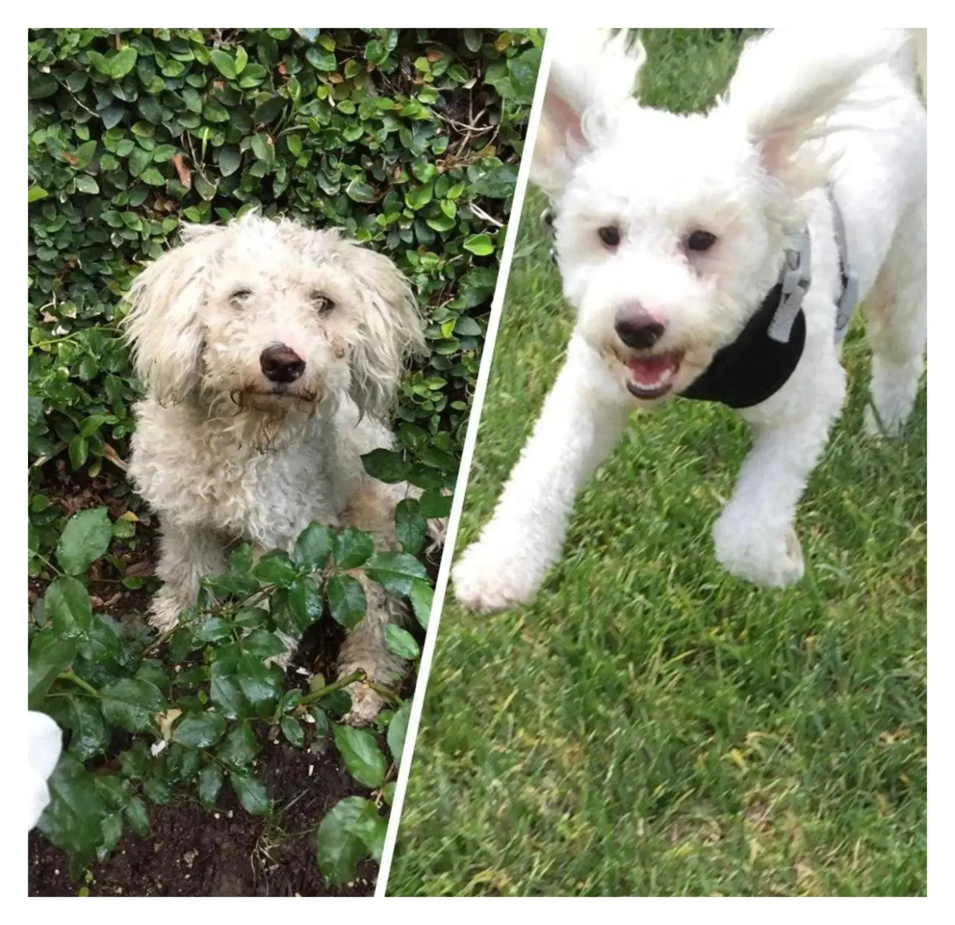 Pawp Water Product 3